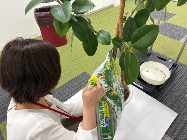 社内に潤いの緑を‥！