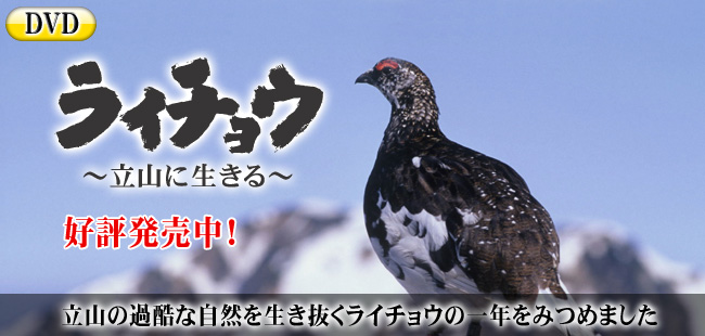DVD　ライチョウ～立山に生きる～